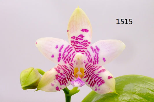 Phalaenopsis Freya's Blue Dragonfly 1515