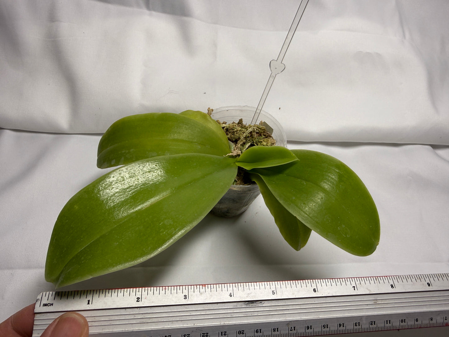 Phalaenopsis Freya's Blue Dragonfly 1515