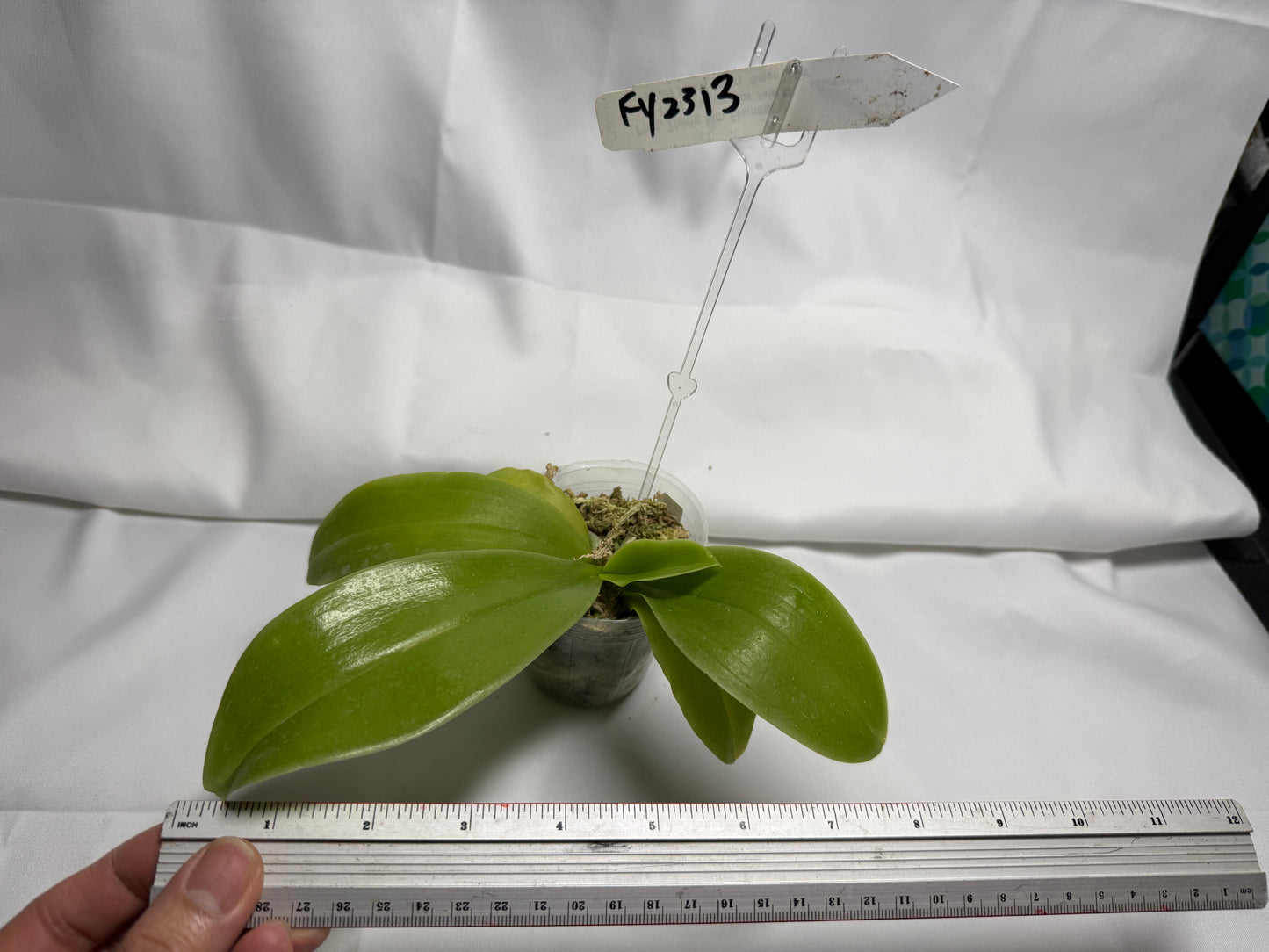 Phalaenopsis Freya's Blue Dragonfly 1515