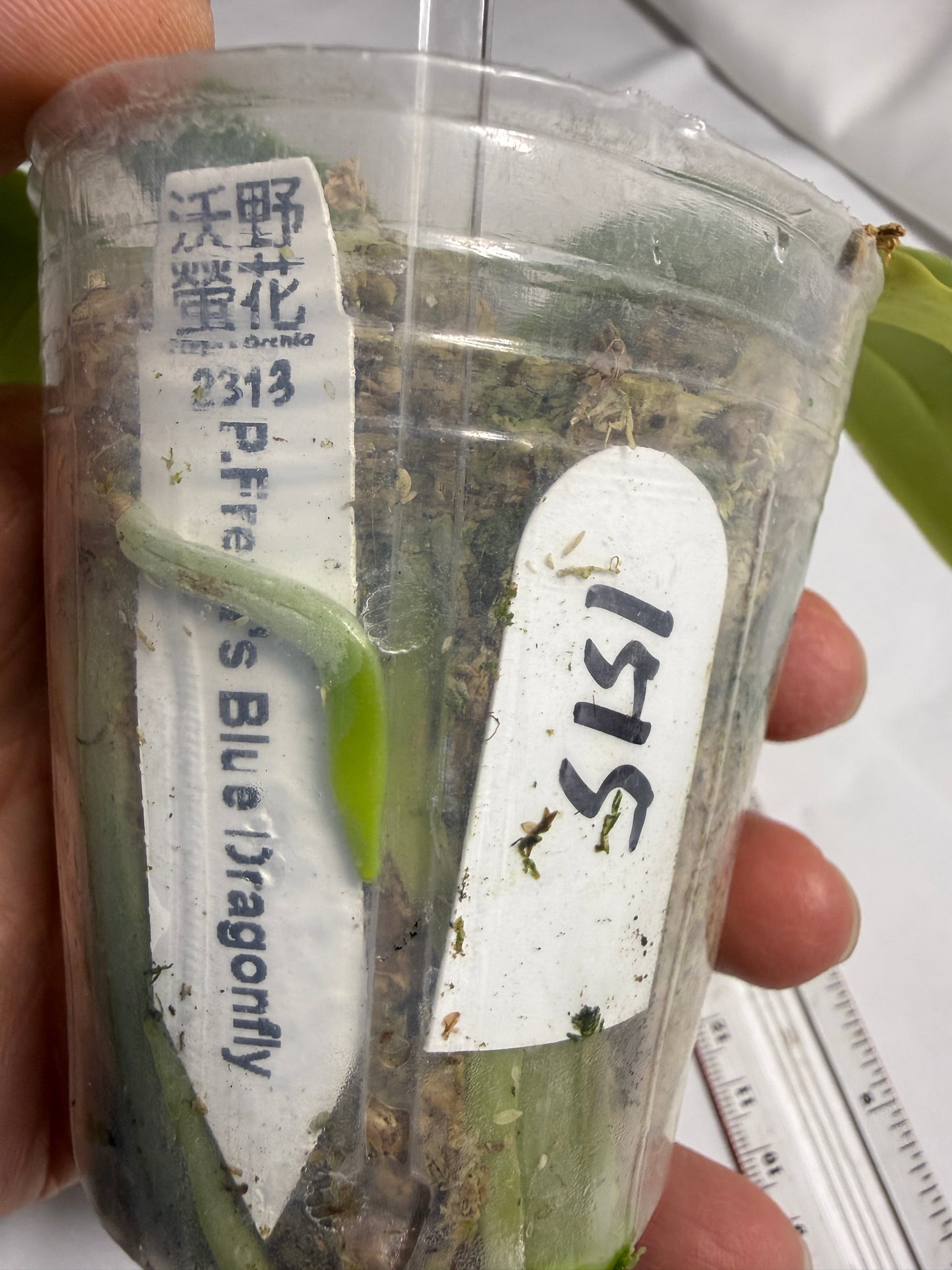 Phalaenopsis Freya's Blue Dragonfly 1515