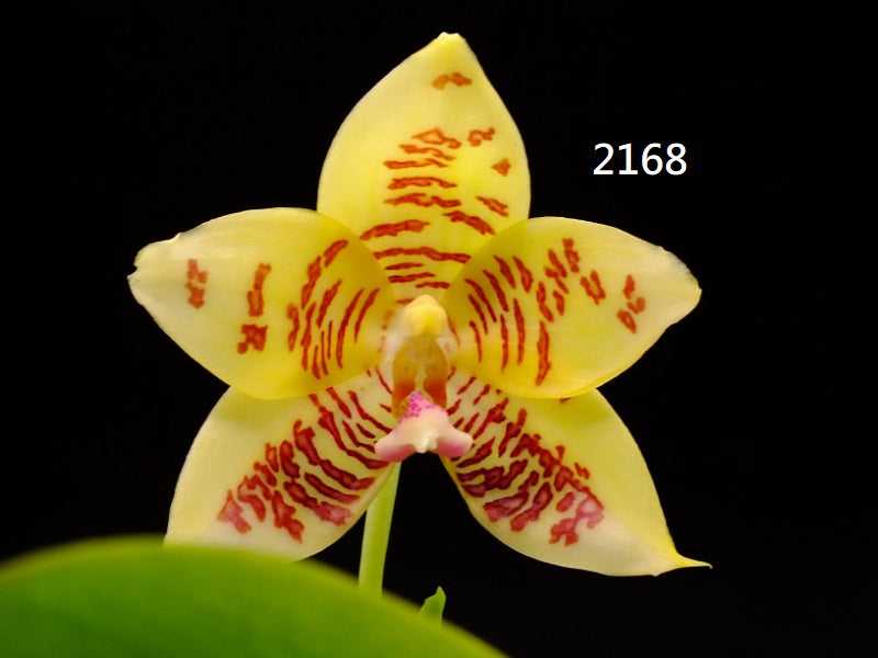 Phalaenopsis  (Luicen Golden Conch X Lioulin Blue Parrot 'Freya') 2168