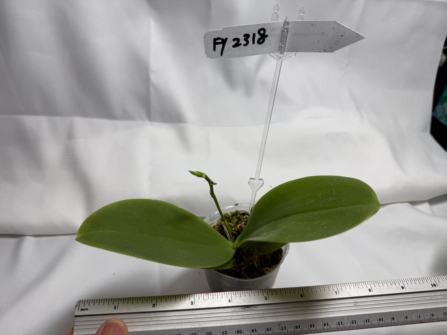 Phalaenopsis  (Luicen Golden Conch X Lioulin Blue Parrot 'Freya') 2168