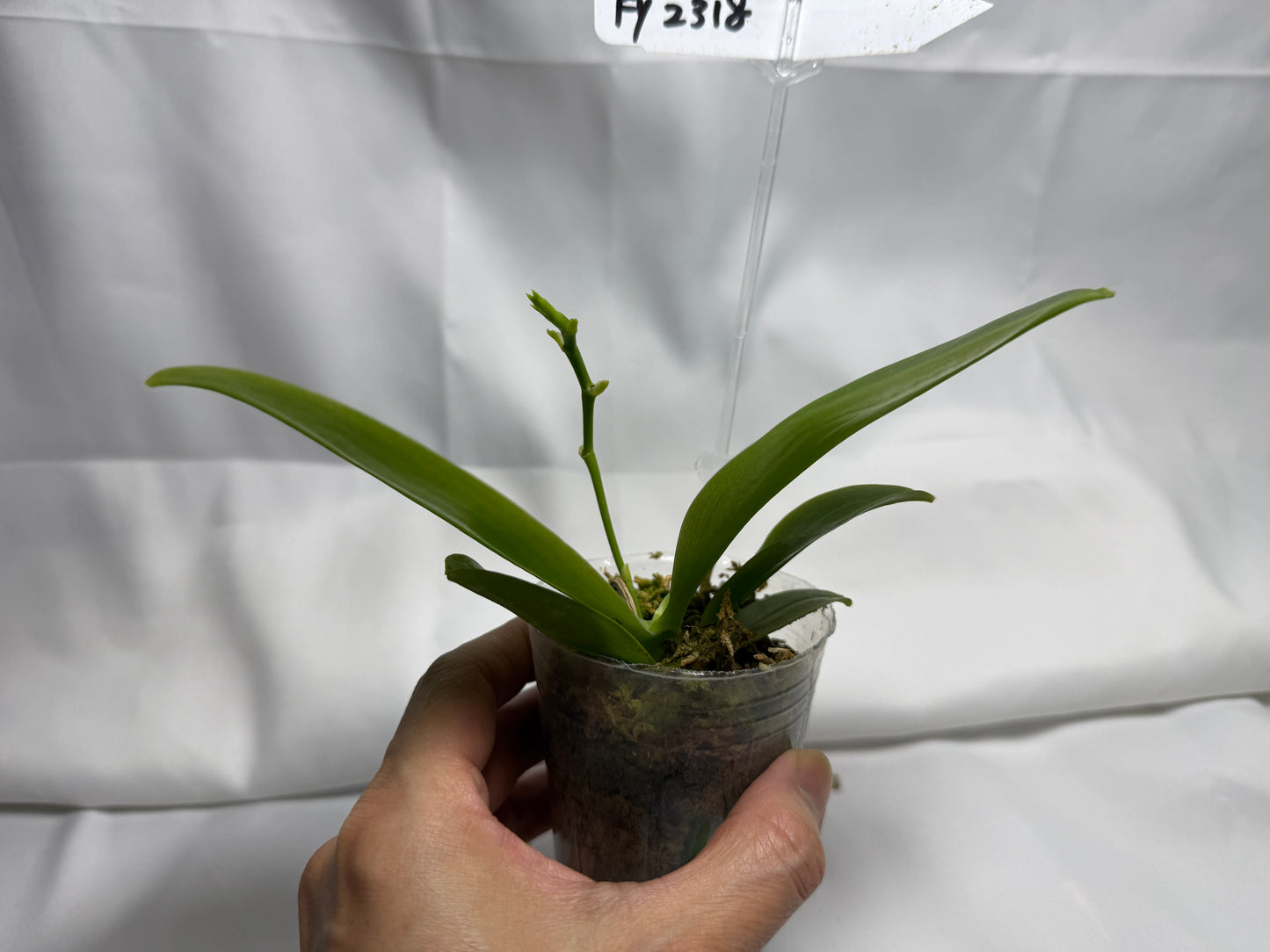 Phalaenopsis  (Luicen Golden Conch X Lioulin Blue Parrot 'Freya') 2168