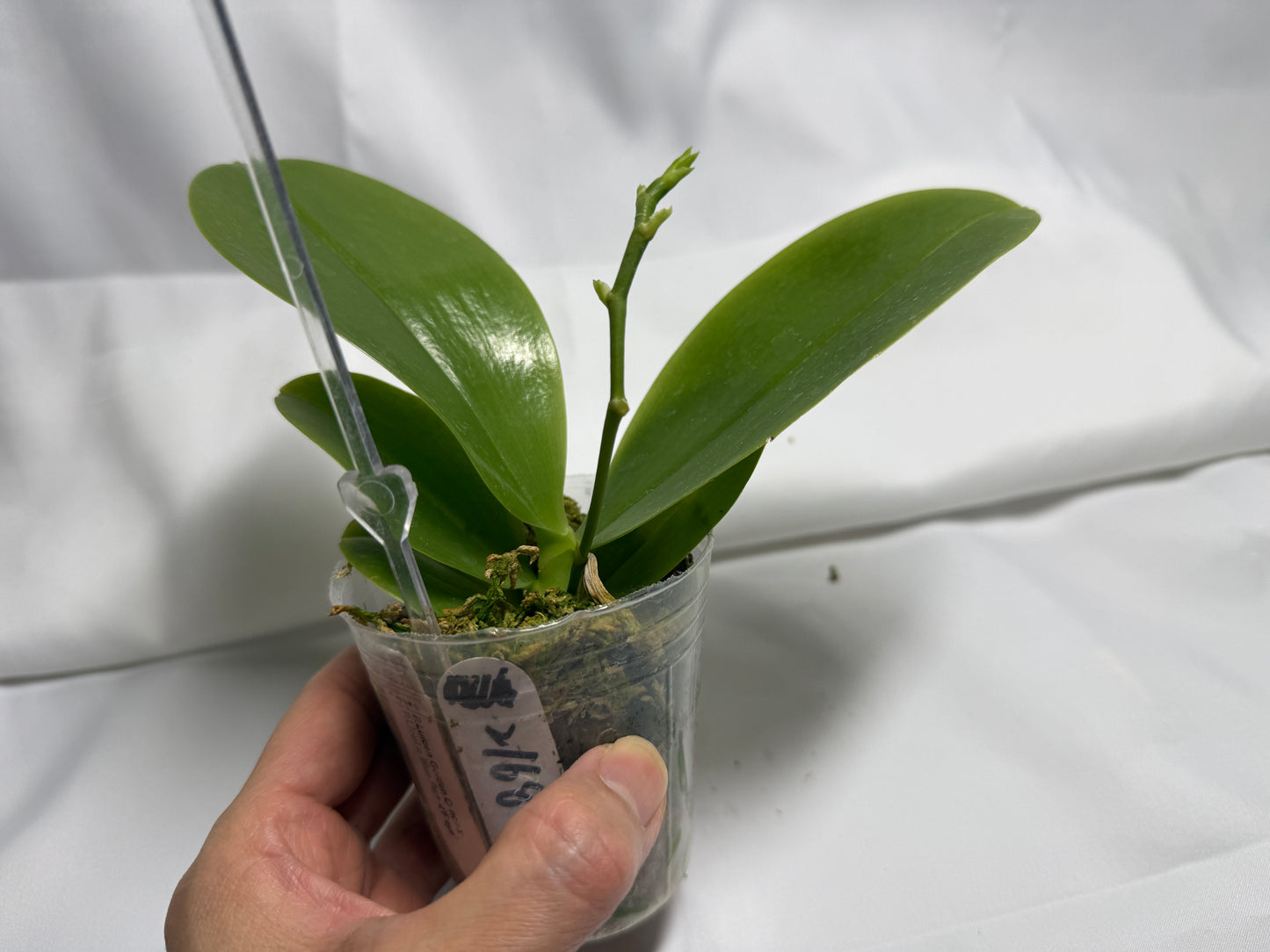 Phalaenopsis  (Luicen Golden Conch X Lioulin Blue Parrot 'Freya') 2168