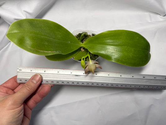 Phalaenopsis Freya's Blue Velvet 2149 Flowering 251227