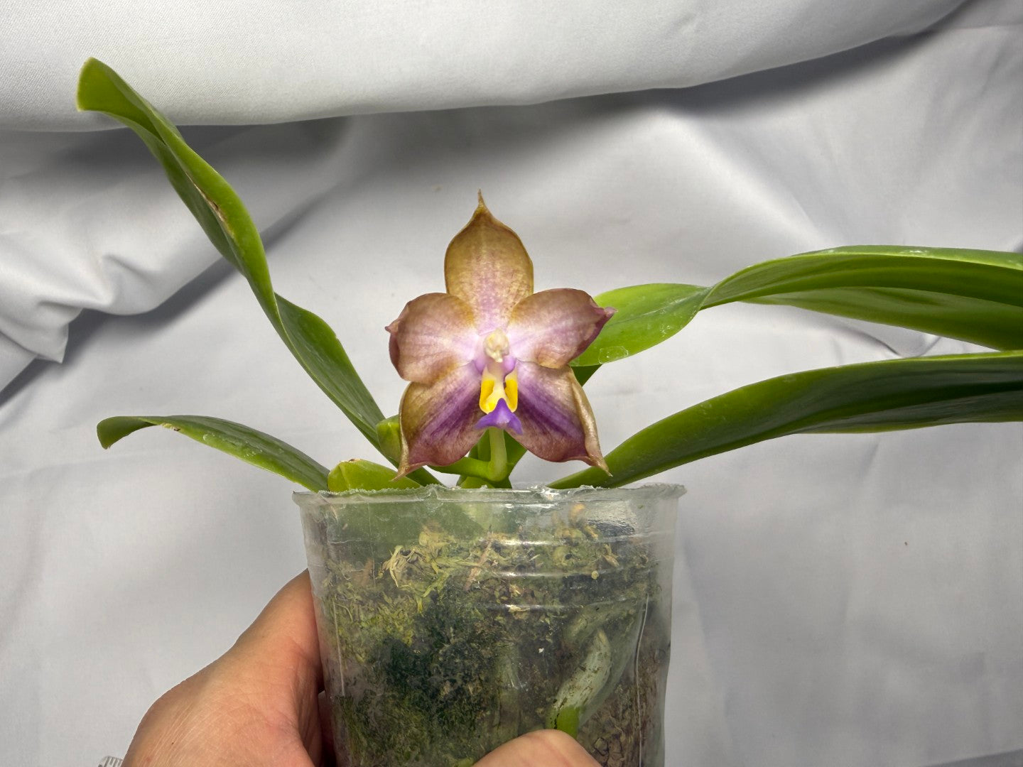 Phalaenopsis Freya's Blue Velvet 2149 Flowering 251227