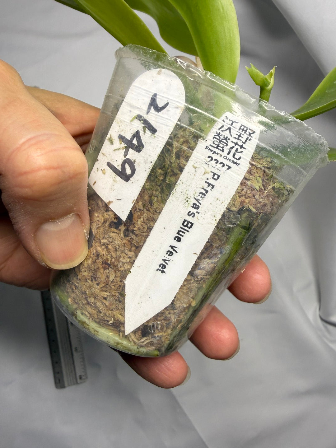 Phalaenopsis Freya's Blue Velvet 2149 Flowering 251227