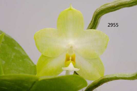 Phalaenopsis Freya's Blue Velvet 2955 Flowering 251115