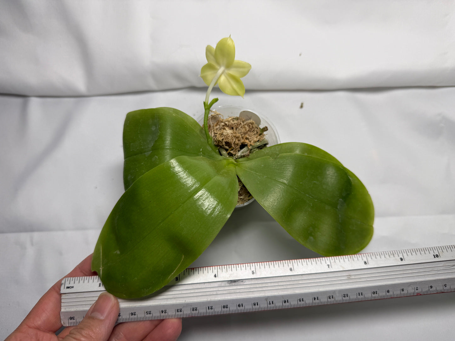 Phalaenopsis Freya's Blue Velvet 2955 Flowering 251115