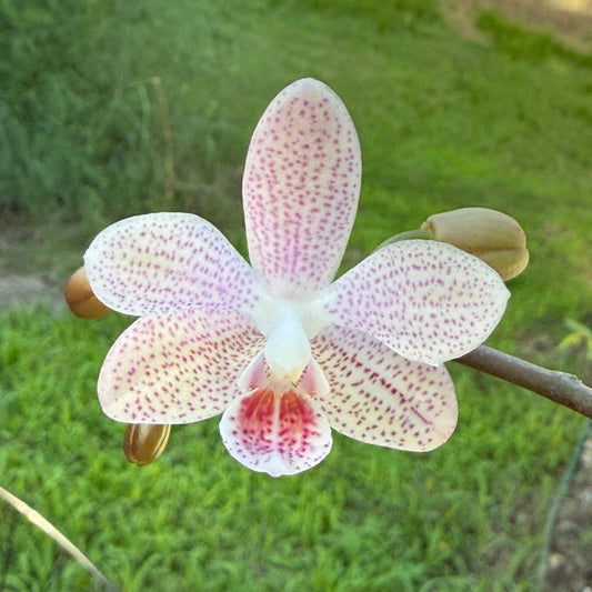 Phalaenopsis Freya's Sakura Rain x P. kapuasensis - Seed Grown Flowering 260530