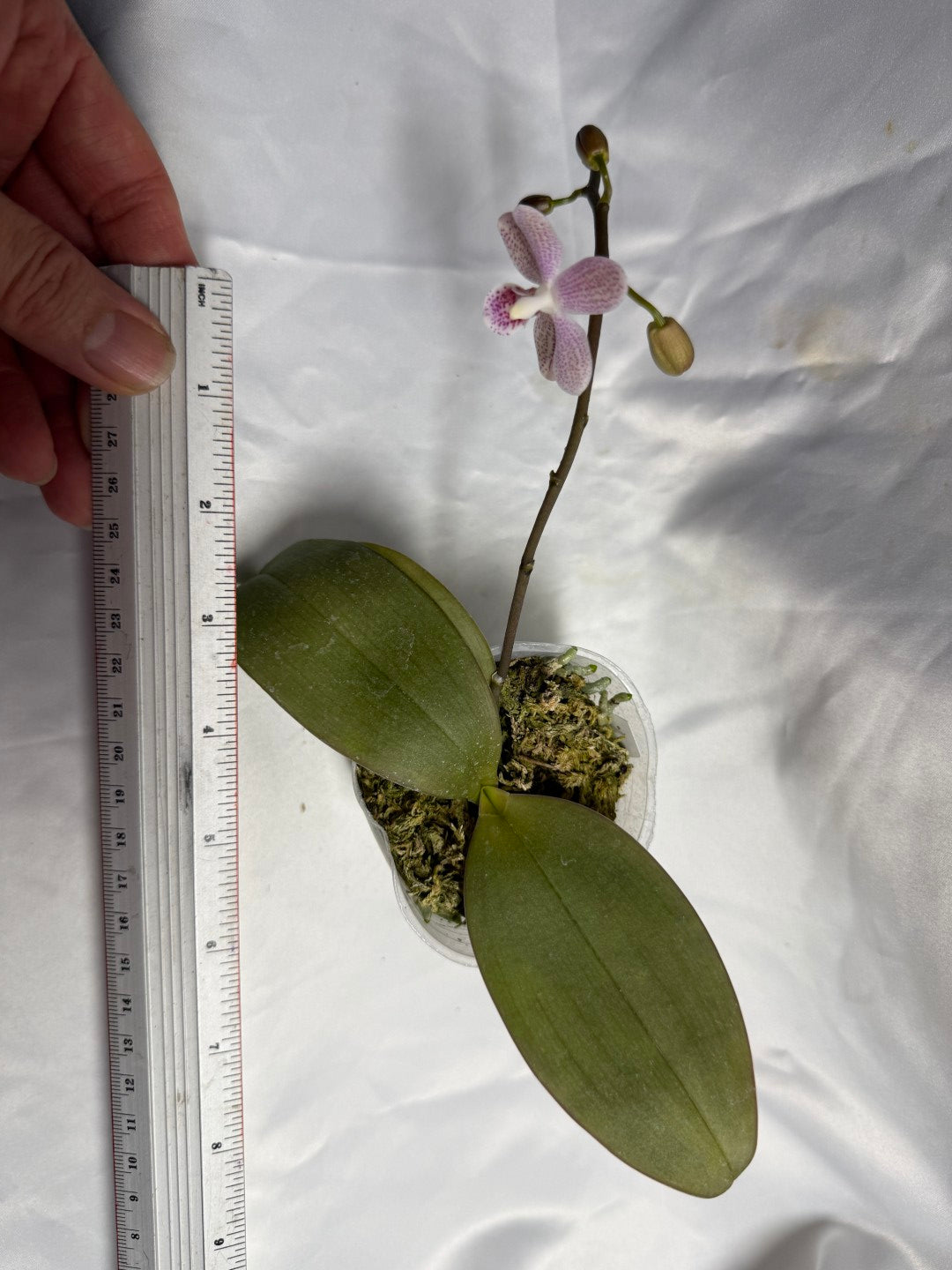 Phalaenopsis Freya's Sakura Rain x P. kapuasensis - Seed Grown Flowering 260530