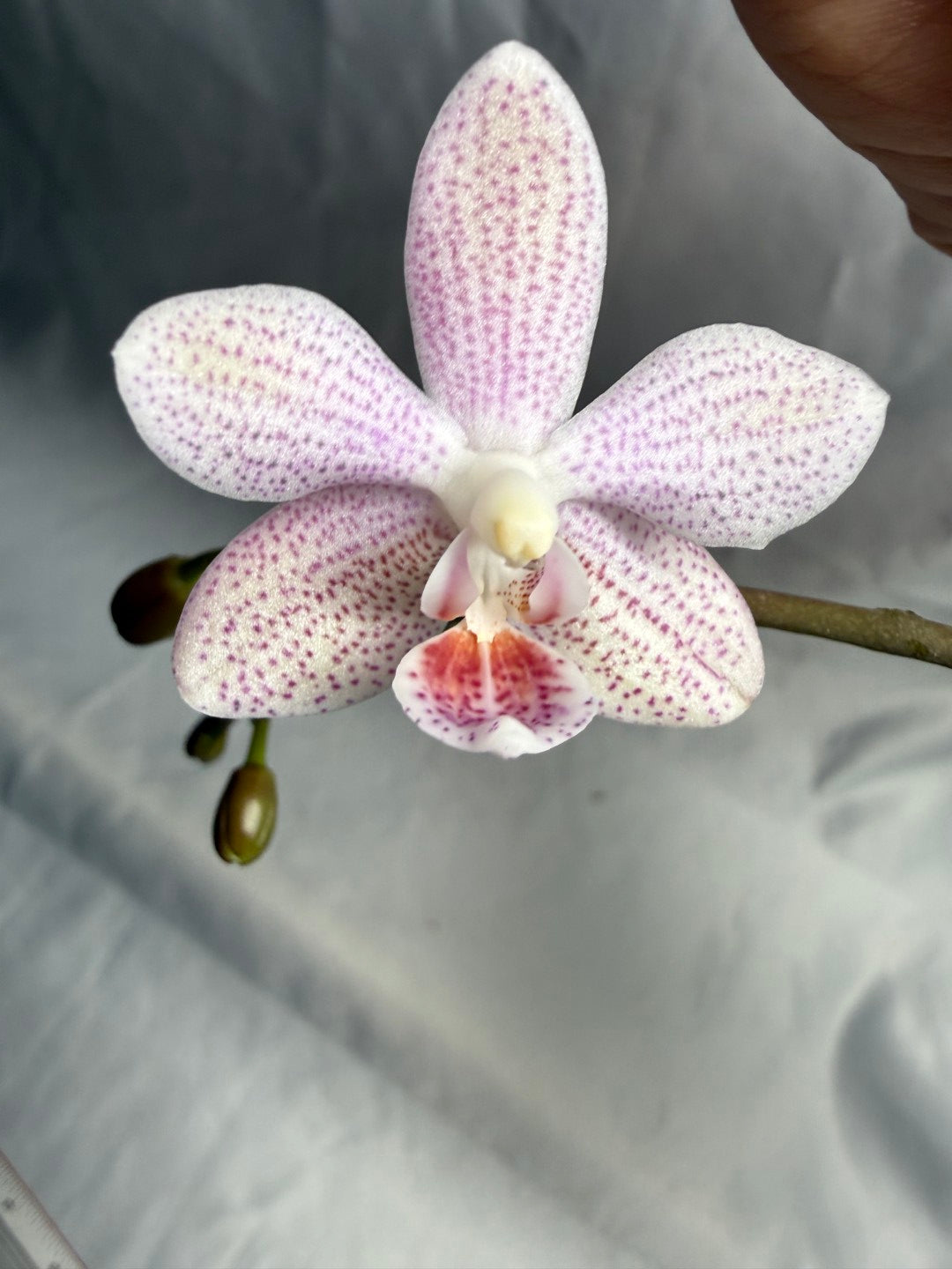 Phalaenopsis Freya's Sakura Rain x P. kapuasensis - Seed Grown Flowering 260530