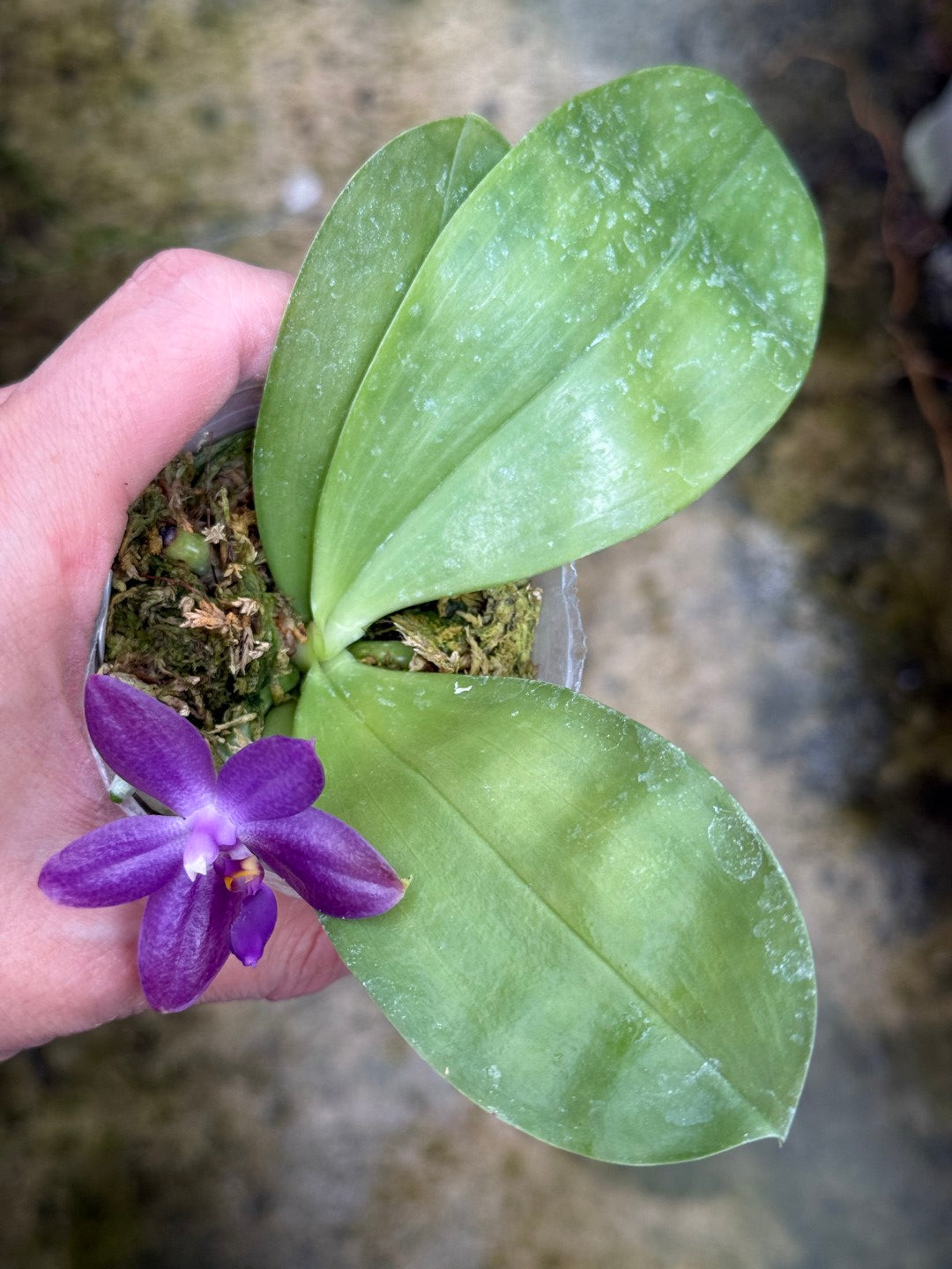 Phalaenopsis Freya's Blueberry Jam x Peter Blue Diamond 260314 Flowering