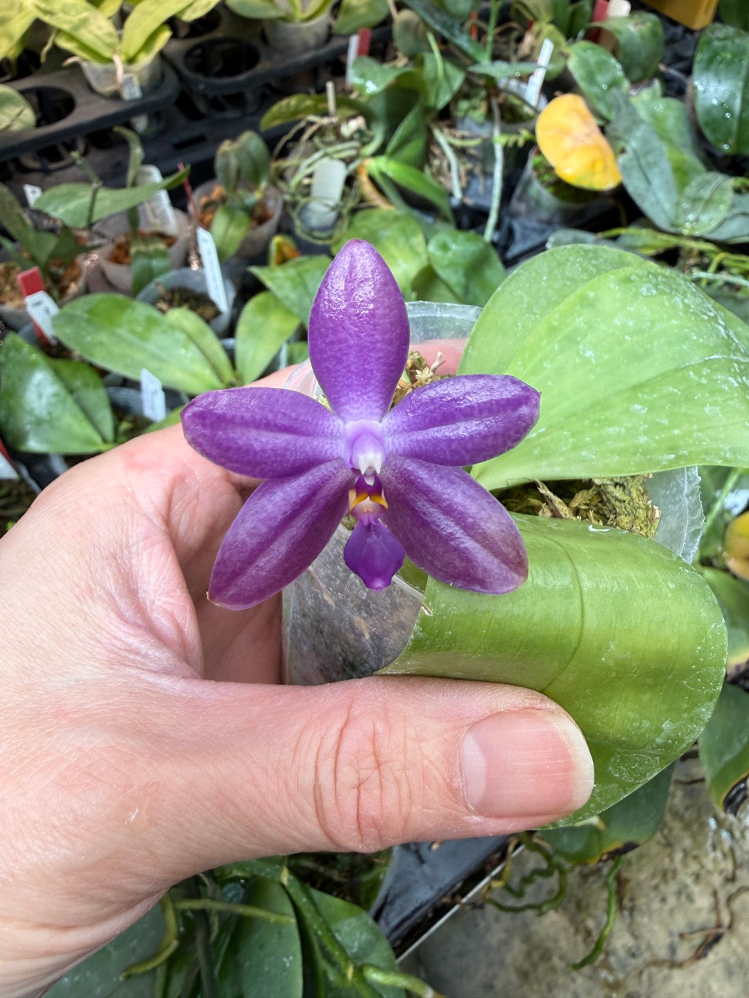 Phalaenopsis Freya's Blueberry Jam x Peter Blue Diamond 260314 Flowering