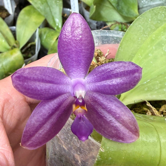 Phalaenopsis Freya's Blueberry Jam x Peter Blue Diamond 260314 Flowering