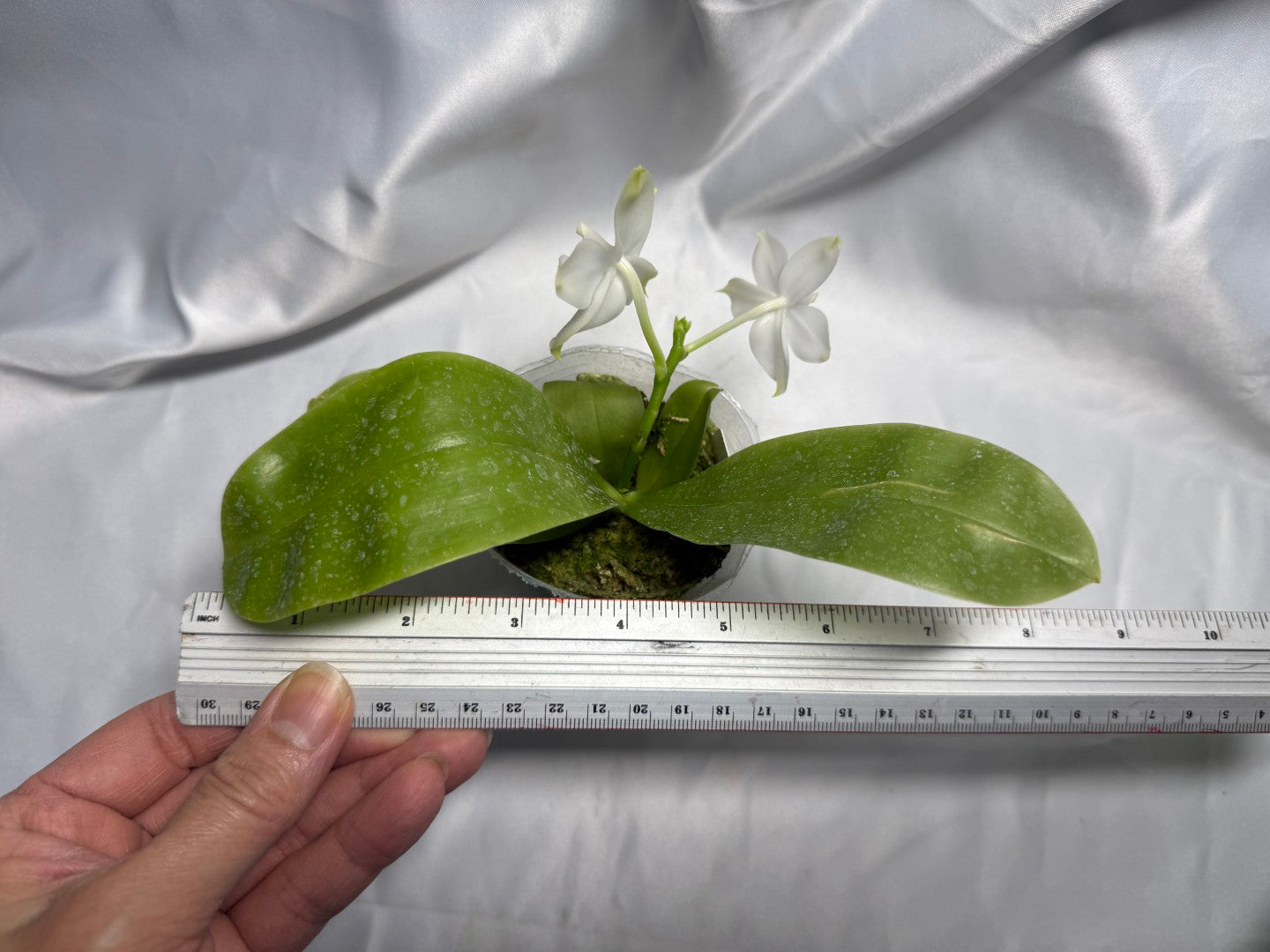 Phalaenopsis Freya's Blueberry Jam x Peter Blue Diamond 260420 Flowering