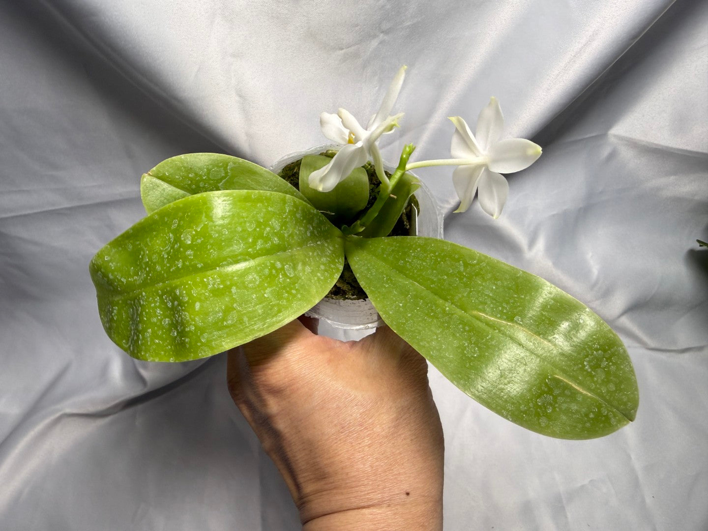 Phalaenopsis Freya's Blueberry Jam x Peter Blue Diamond 260420 Flowering