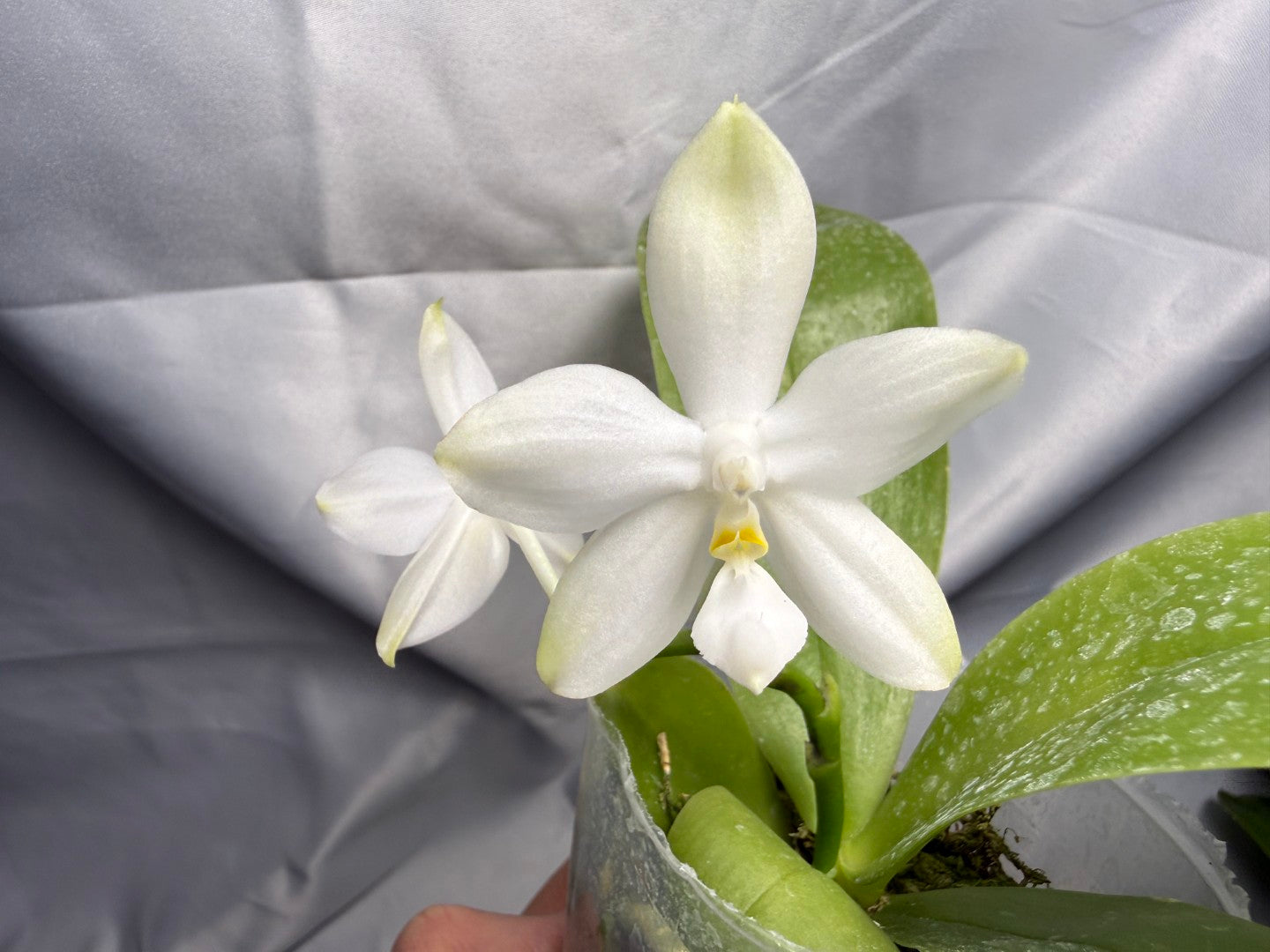 Phalaenopsis Freya's Blueberry Jam x Peter Blue Diamond 260420 Flowering
