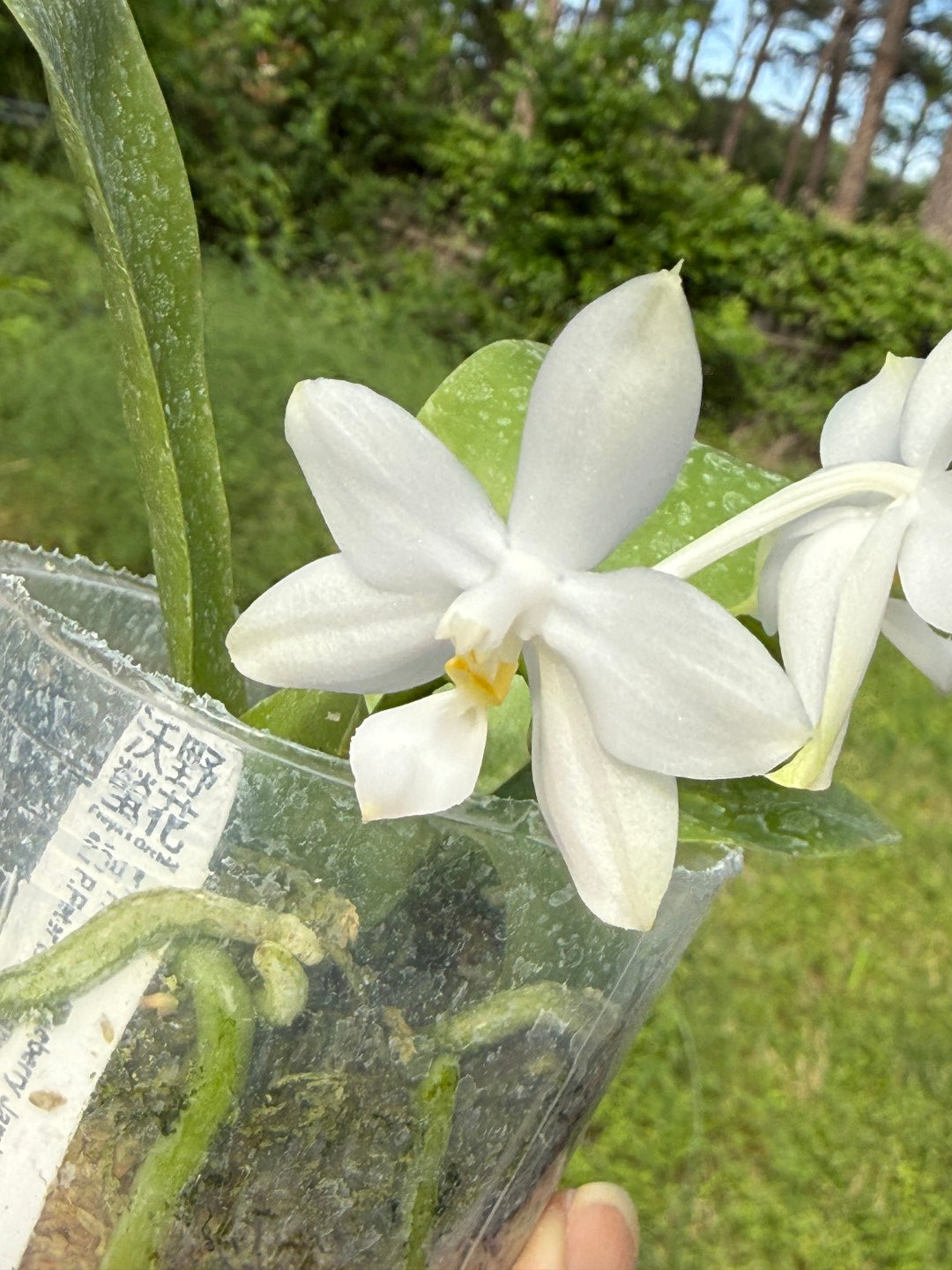 Phalaenopsis Freya's Blueberry Jam x Peter Blue Diamond 260420 Flowering