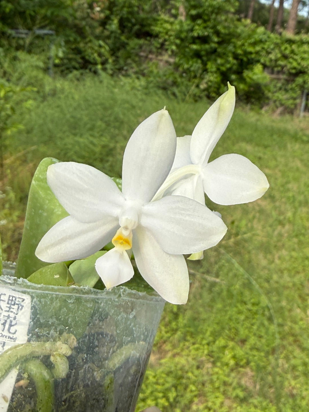 Phalaenopsis Freya's Blueberry Jam x Peter Blue Diamond 260420 Flowering