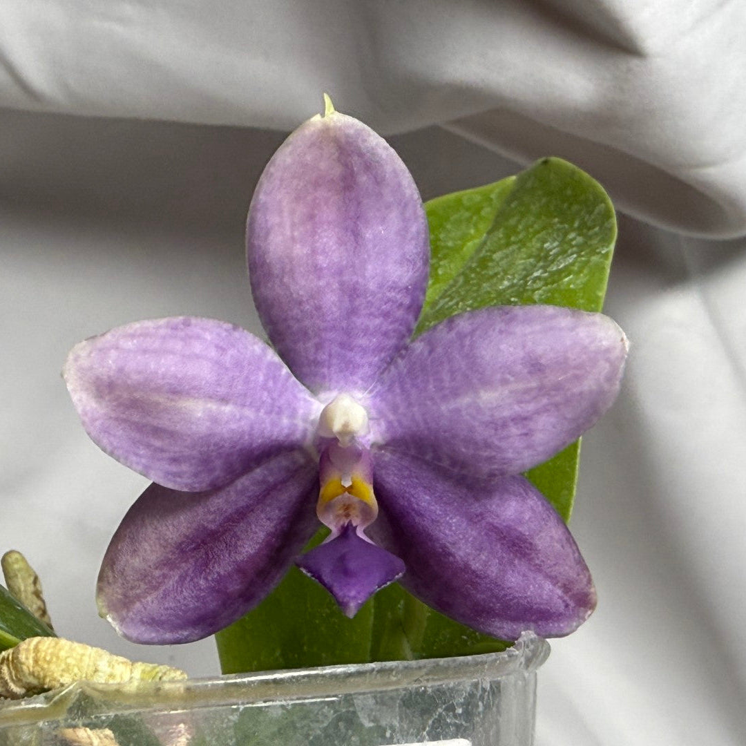 A single purple orchid flower with green leaves and a small yellow center, photographed close up against a soft white fabric background.