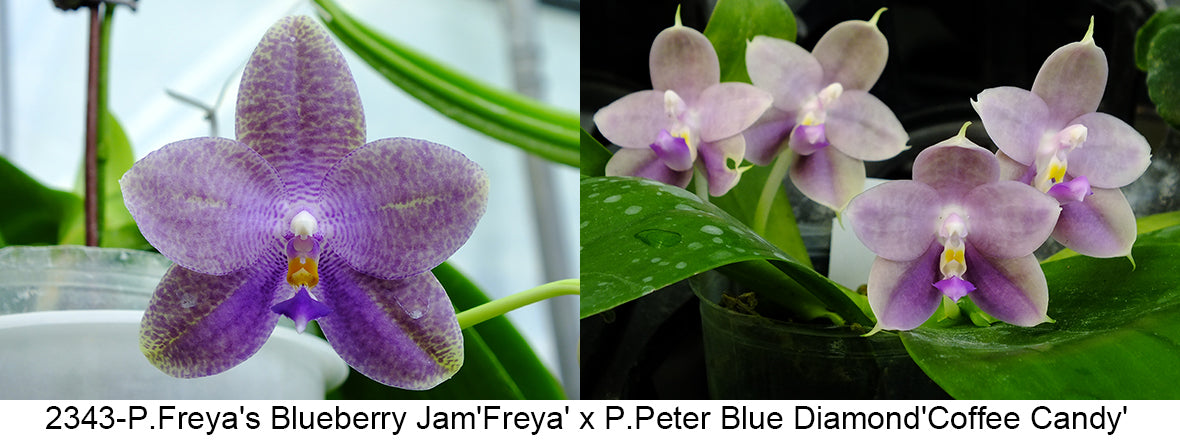 Phalaenopsis Freya's Blueberry Jam x P.Peter Blue Diamond - seed grown