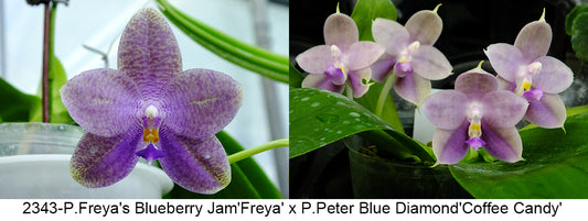 Phalaenopsis Freya's Blueberry Jam x P.Peter Blue Diamond - seed grown