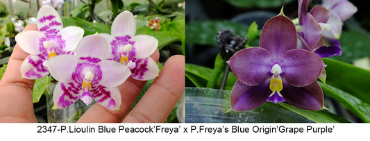 FY2347 Phalaenopsis Lioulin Blue Peacock x P.Freya's Blue Origin - Seed Grown