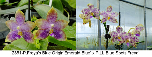 FY2351 Phalaenopsis Freya's Blue Origin x P.LL Blue Spots - Seed Grown