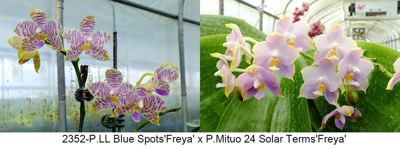 FY2352 Phalaenopsis LL Blue Spots x P. Mituo 24 Solar Terms - Seed Grown
