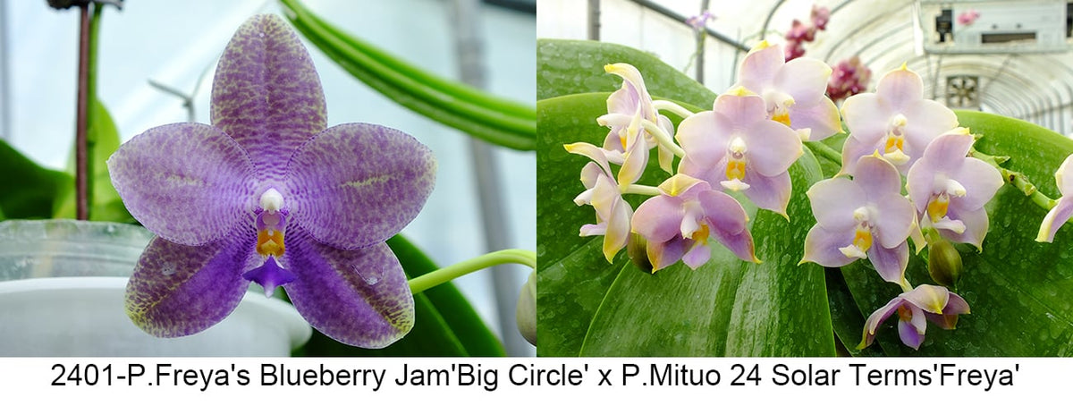 FY2401 Phalaenopsis Freya's Blueberry Jam x P.Mituo 24 Solar Terms - Seed Grown