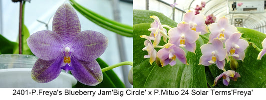 FY2401 Phalaenopsis Freya's Blueberry Jam x P.Mituo 24 Solar Terms - Seed Grown