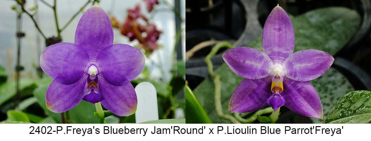 FY2402 Phalaenopsis Freya's Blueberry Jam x P. Lioulin Blue Parrot - Seed Grown