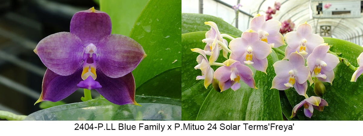 FY2404 Phalaenopsis LL Blue Family x P. Mituo 24 Solar Terms - Seed Grown