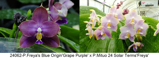 FY24062 Phalaenopsis Freya's Blue Origin x P. Mituo 24 Solar Terms - Seed Grown