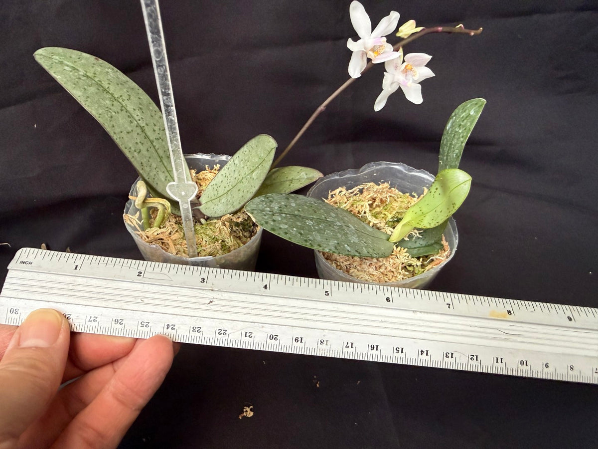 FY2408 Phalaenopsis Lindley's Silver x P. Freya's Sakura Rain - Seed Grown
