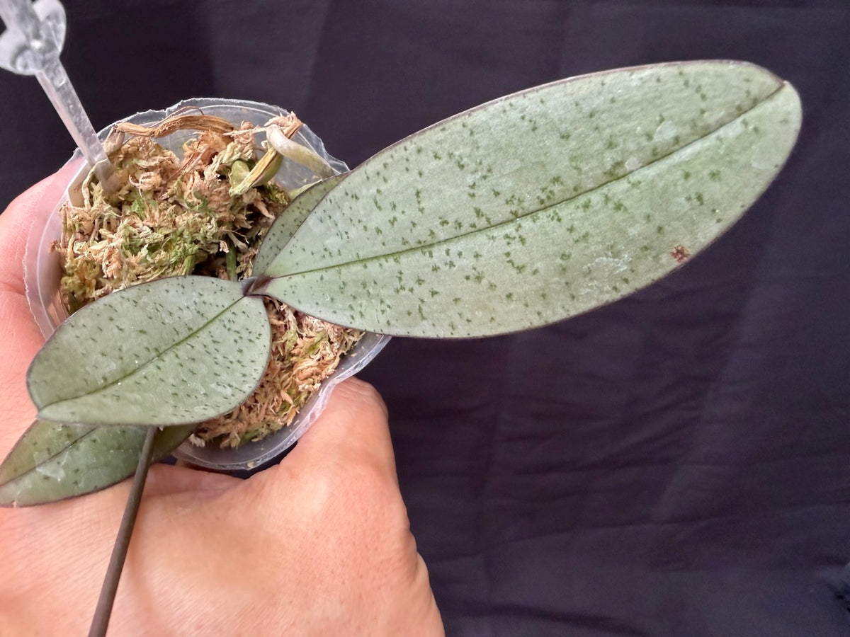 FY2408 Phalaenopsis Lindley's Silver x P. Freya's Sakura Rain - Seed Grown
