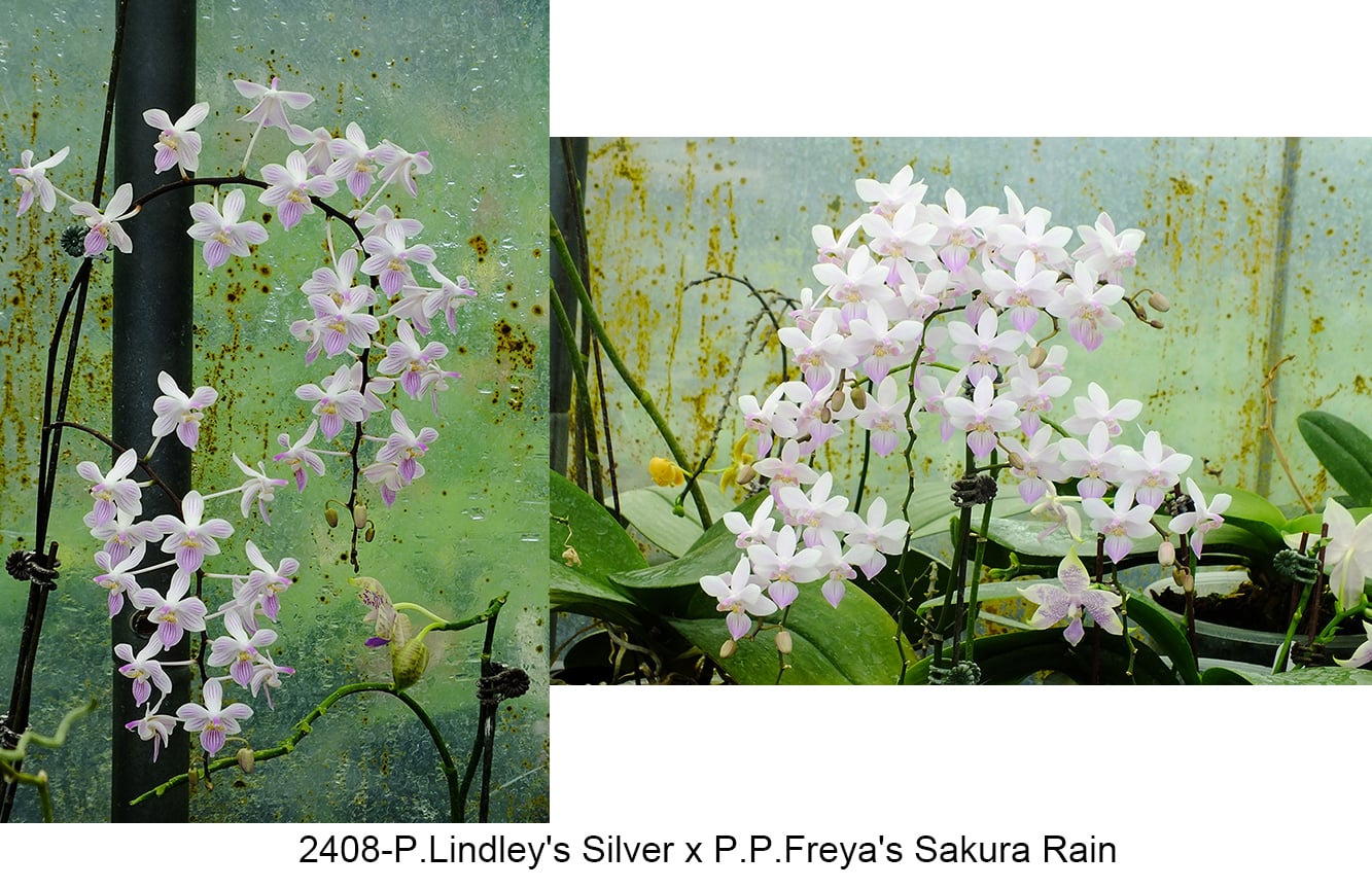 FY2408 Phalaenopsis Lindley's Silver x P. Freya's Sakura Rain - Seed Grown