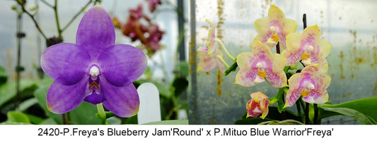 FY2420 Phalaenopsis Freya's Blueberry Jam x P. Mituo Blue Warrior - Seed Grown