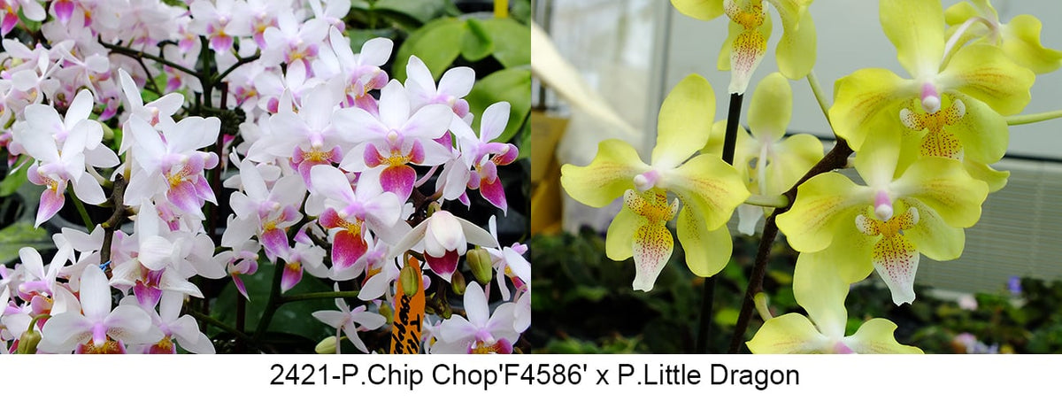 FY2421 Phalaenopsis Chip Chop x P. Little Dragon - Seed Grown