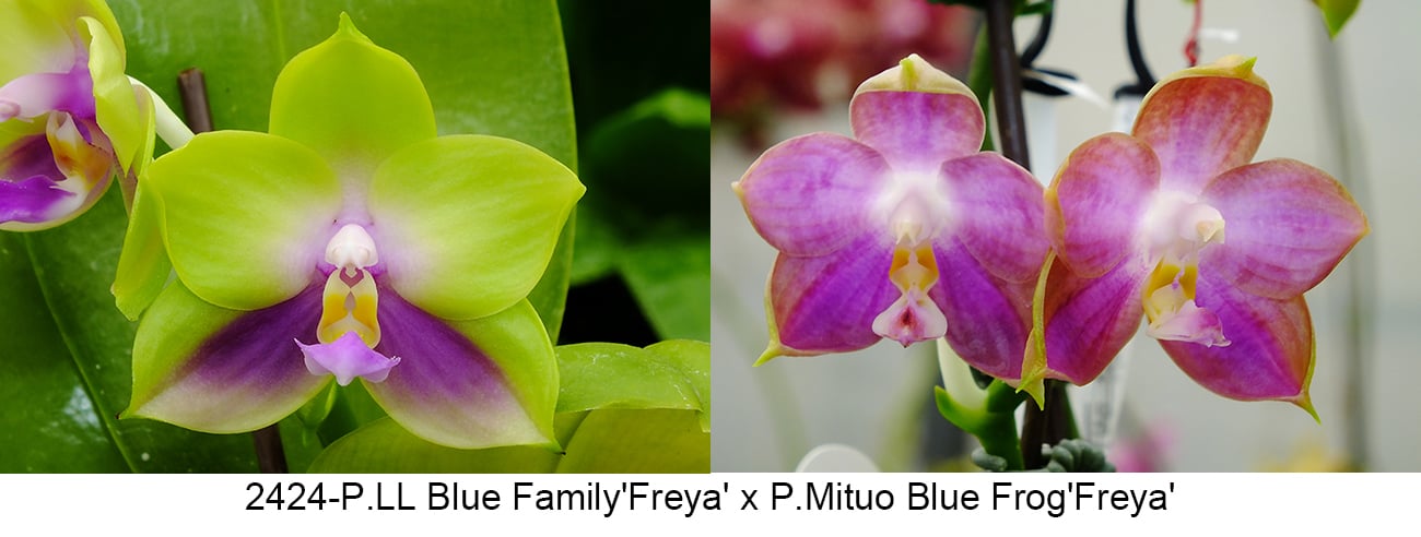 FY2424 Phalaenopsis LL Blue Family x P.Mituo Blue Frog - Seed Grown