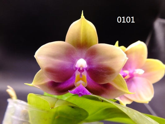 Phalaenopsis Freya's Blue Hawaii 0101