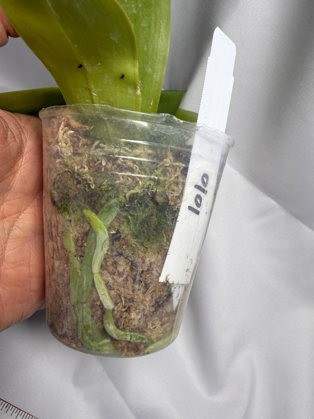 Phalaenopsis Freya's Blue Hawaii 0101