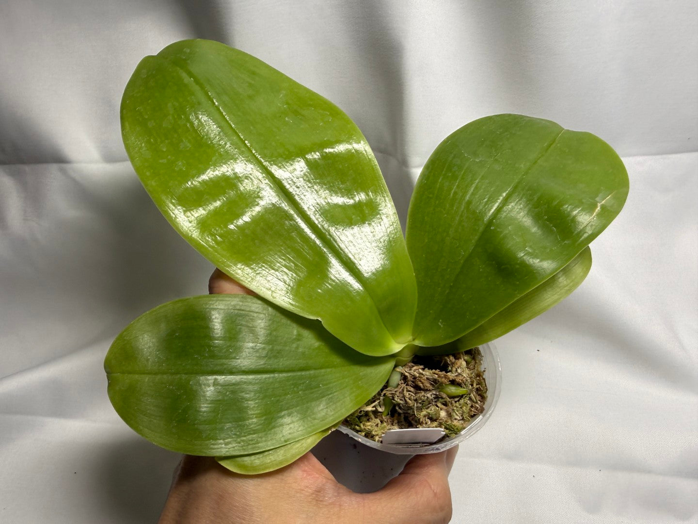 Phalaenopsis Freya's Blue Hawaii 0101