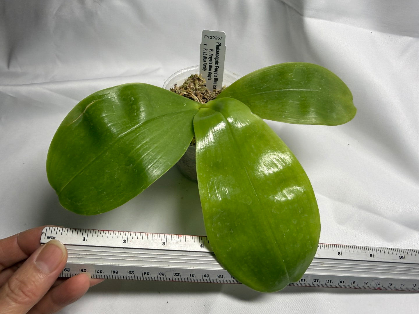 Phalaenopsis Freya's Blue Hawaii 0101