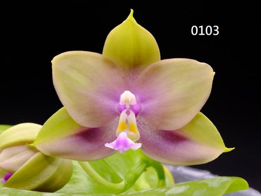 Phalaenopsis Freya's Blue Hawaii 0103