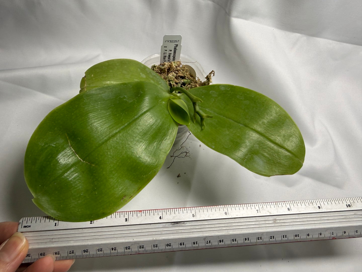 Phalaenopsis Freya's Blue Hawaii 0103