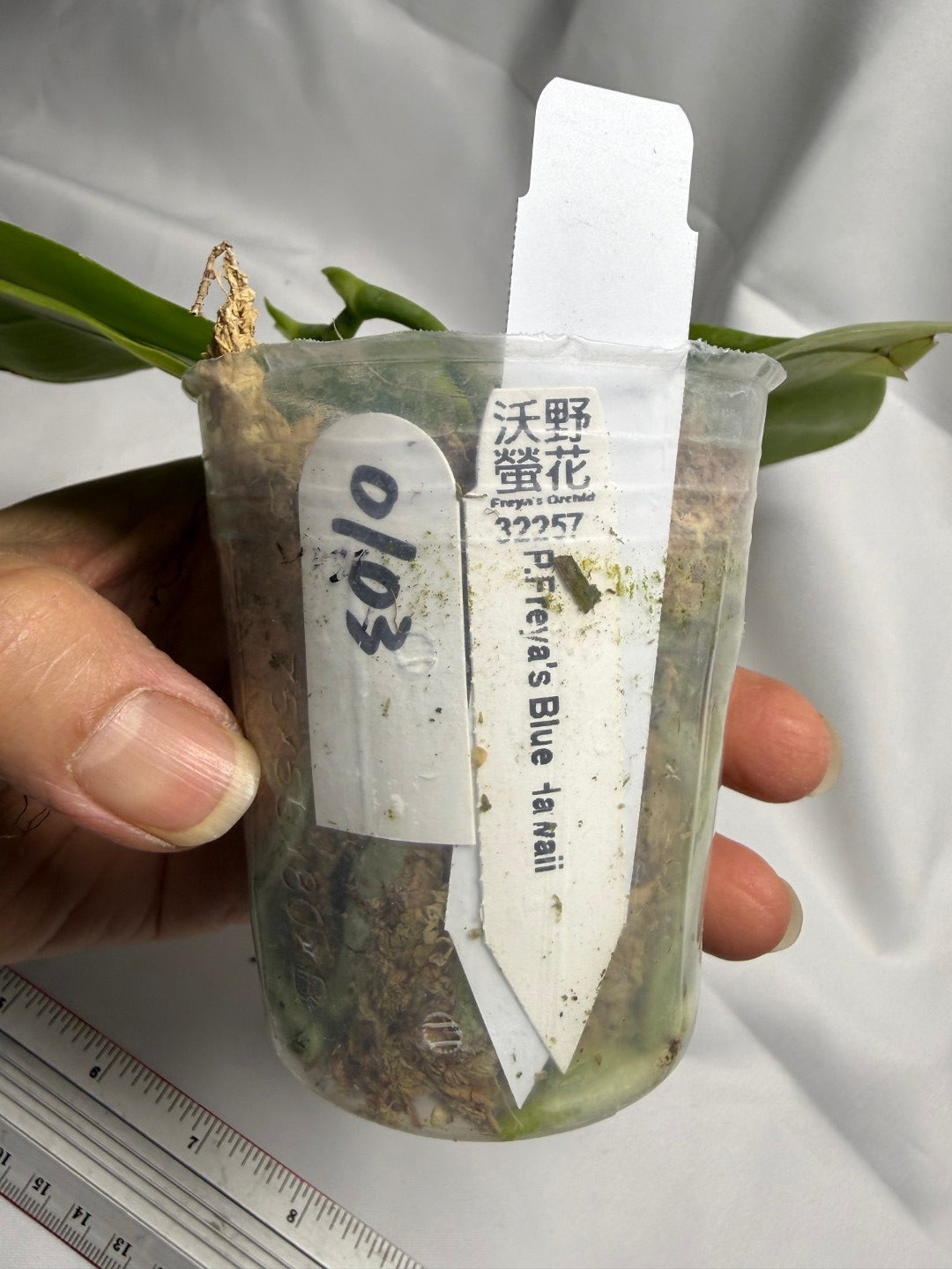 Phalaenopsis Freya's Blue Hawaii 0103