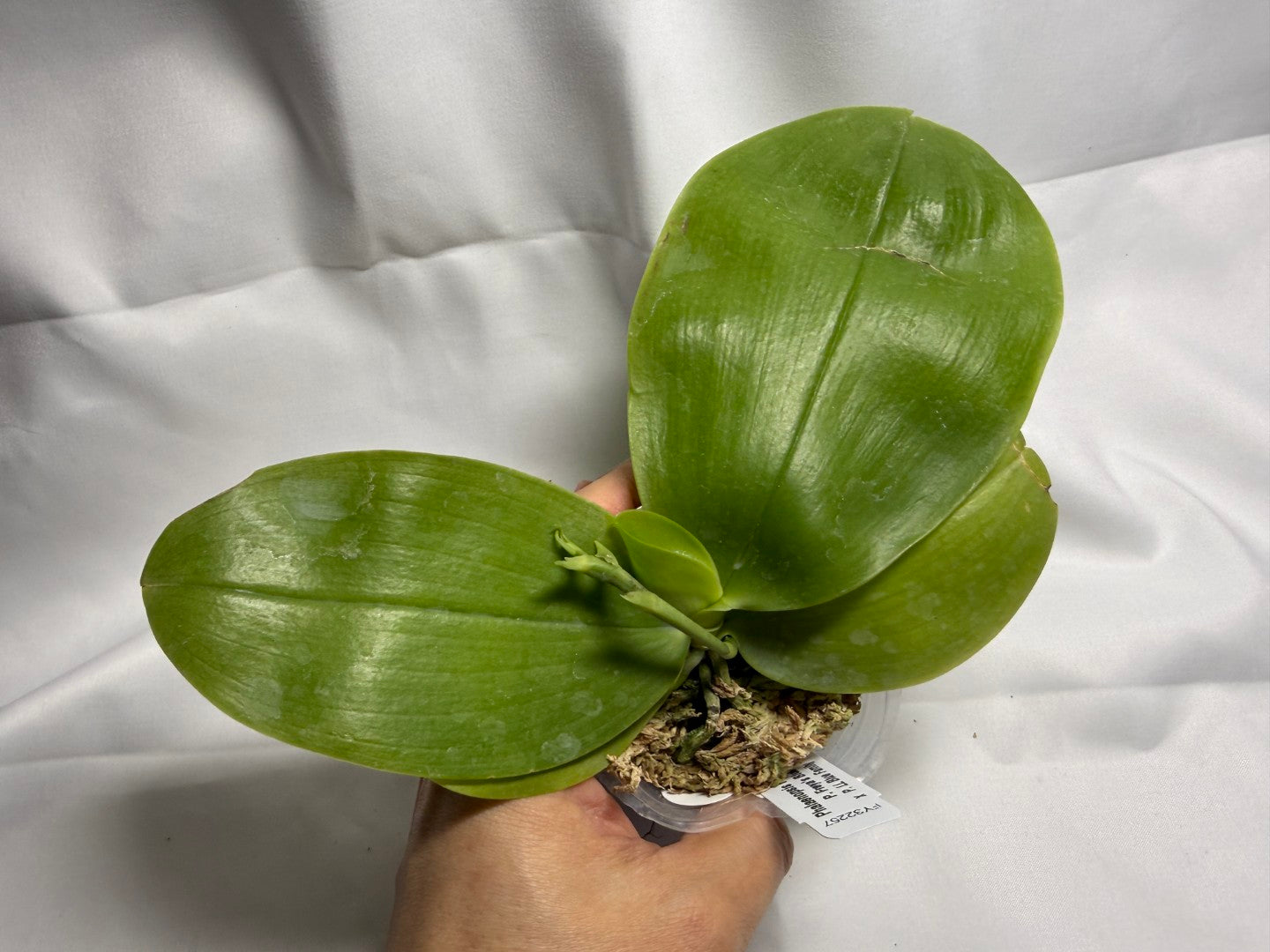 Phalaenopsis Freya's Blue Hawaii 0103 – Big Leaf Orchids