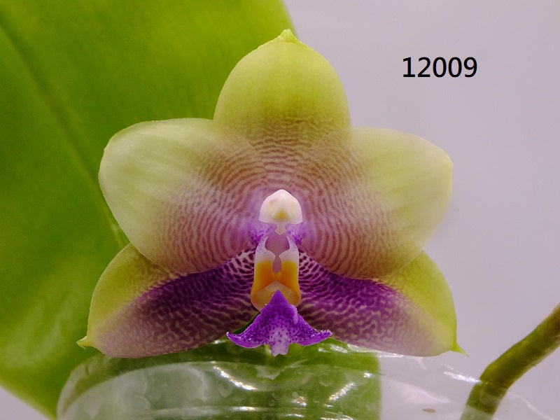 Phalaenopsis Freya's Blue Hawaii 12009 Seed Grown Flowering 2 spikes